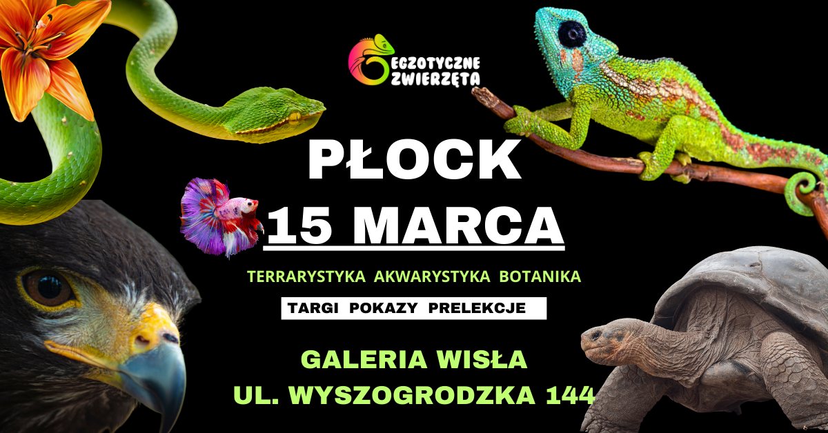 PŁOCK 15 MARCA - EGZOTYCZNE ZWIERZĘTA - TERRARYSTYKA AKWARYSTYKA I WIĘCEJ
