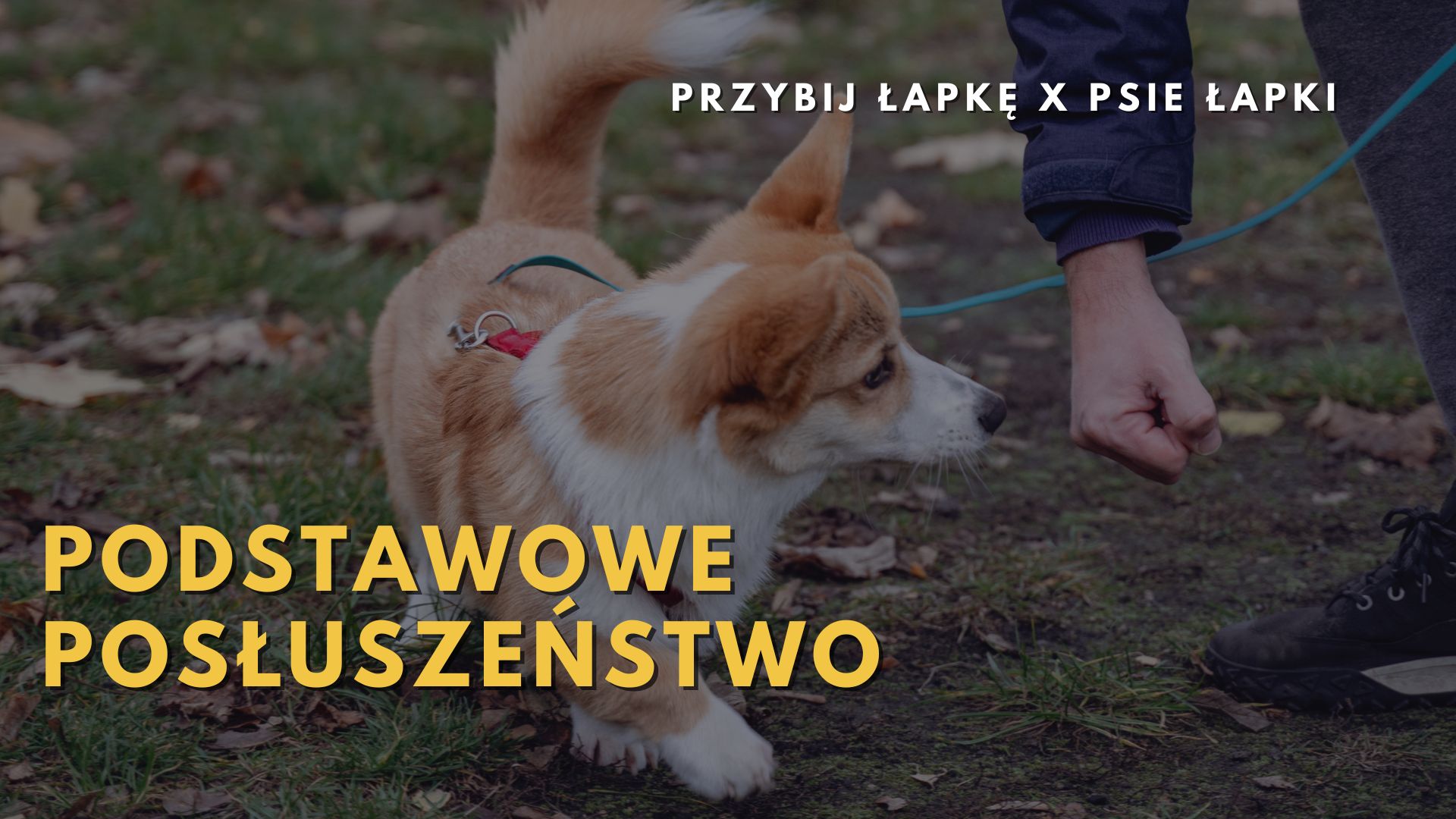 PODSTAWOWE POSŁUSZEŃSTWO | Gdynia | Lipiec