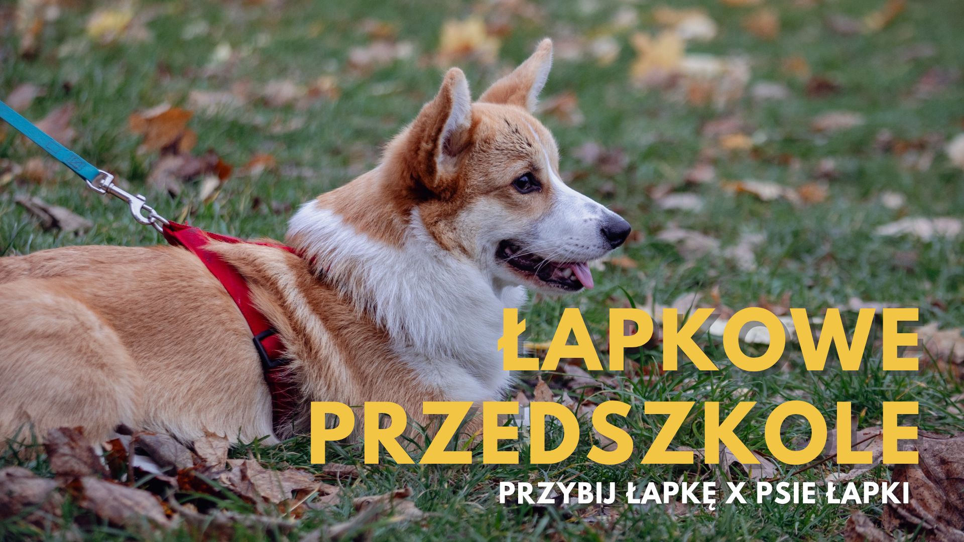 ŁAPKOWE PRZEDSZKOLE | Gdynia | Czerwiec 